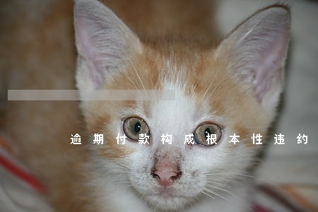 逾期付款构成根本性违约吗
