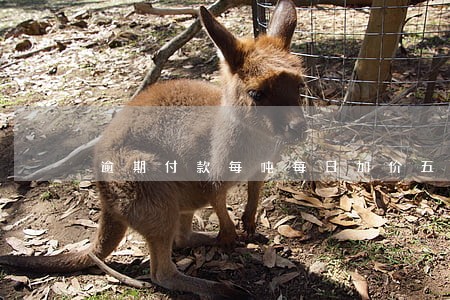 逾期付款每吨每日加价五元 逾期付款每吨每日加价五元