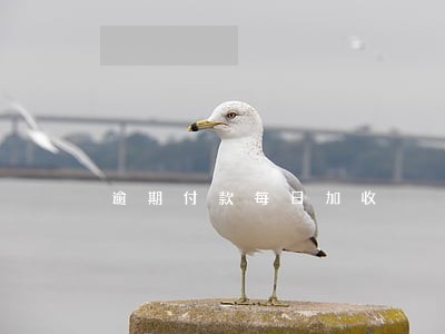 逾期付款每日加收 逾期付款每日加收