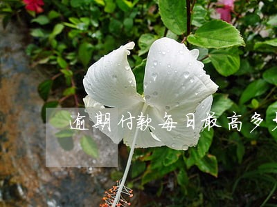 逾期付款每日最高多少