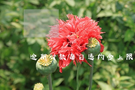 逾期付款每日违约金上限 逾期付款每日违约金上限