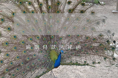 逾期付款法律函 逾期付款法律函