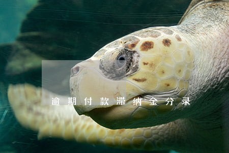 逾期付款滞纳金分录 逾期付款滞纳金分录