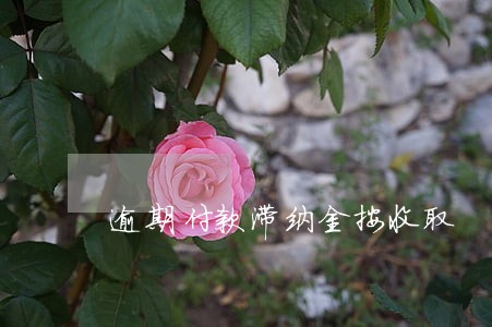 逾期付款滞纳金按收取 逾期付款滞纳金按收取