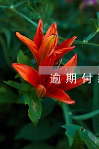 逾期付款滞纳金账务处理 逾期付款滞纳金账务处理