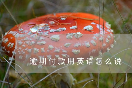 逾期付款用英语怎么说 逾期付款用英语怎么说