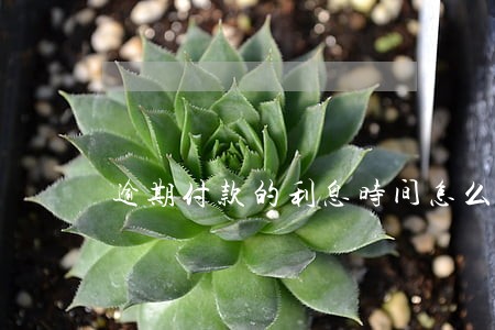 逾期付款的利息时间怎么算