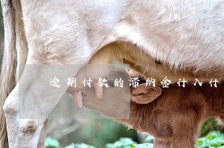 逾期付款的滞纳金计入什么科目