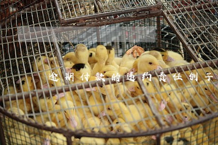 逾期付款的违约责任例子 逾期付款的违约责任例子