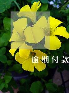 逾期付款的违约金怎么算 逾期付款的违约金怎么算