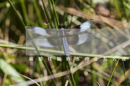 逾期付款的违约金怎么规定 逾期付款的违约金怎么规定