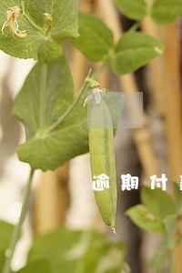 逾期付款租金申请书怎么写 逾期付款租金申请书怎么写