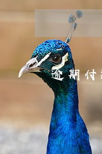 逾期付款立刻解除合同 逾期付款立刻解除合同