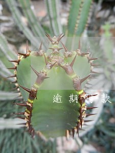 逾期付款继续履行 逾期付款继续履行
