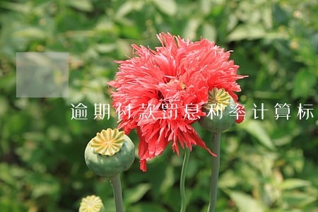 逾期付款罚息利率计算标准 逾期付款罚息利率计算标准