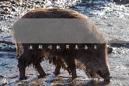 逾期付款罚息每日 逾期付款罚息每日