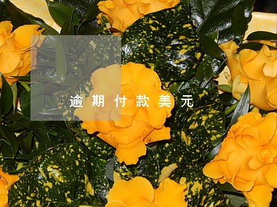 逾期付款美元 逾期付款美元