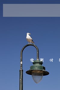 逾期付款能否直接否定物权 逾期付款能否直接否定物权