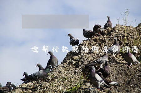逾期付款解除购房合同违约金过高 逾期付款解除购房合同违约金过高