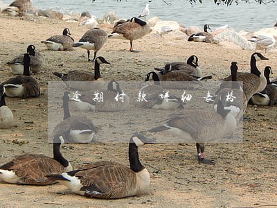 逾期付款详细表格 逾期付款详细表格