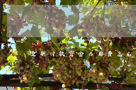 逾期付款资金占用费怎么算 逾期付款资金占用费怎么算