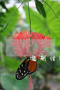 逾期付款违约金195倍 逾期付款违约金195倍
