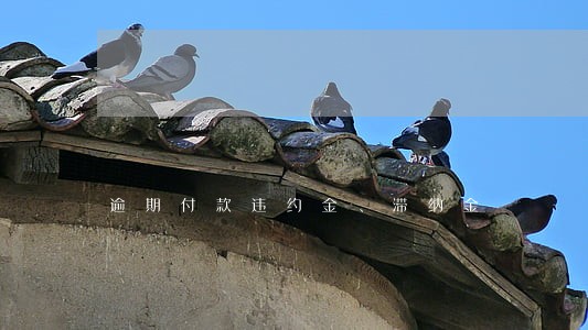 逾期付款违约金、滞纳金 逾期付款违约金、滞纳金