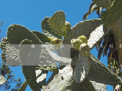 逾期付款违约金与利息并存 逾期付款违约金与利息并存
