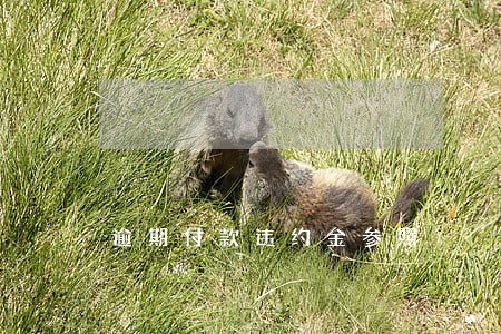 逾期付款违约金参照 逾期付款违约金参照
