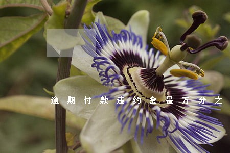 逾期付款违约金是万分之 逾期付款违约金是万分之