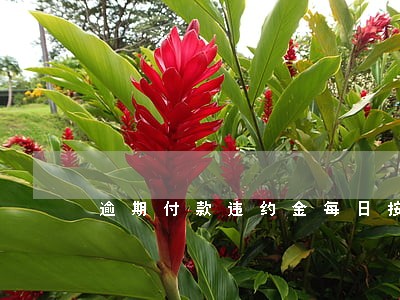 逾期付款违约金每日按 逾期付款违约金每日按