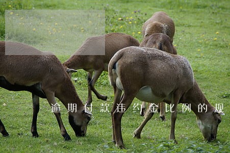 逾期付款违约金比例的规定 逾期付款违约金比例的规定