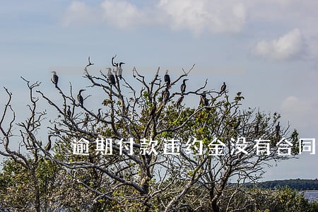 逾期付款违约金没有合同约定 逾期付款违约金没有合同约定