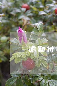 逾期付款违约金法律依据 逾期付款违约金法律依据