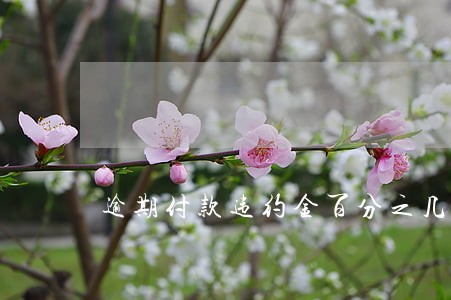 逾期付款违约金百分之几