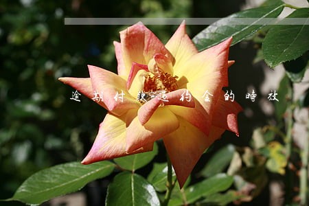 逾期付款违约金的时效 逾期付款违约金的时效