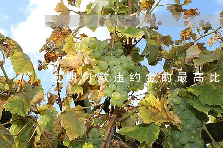 逾期付款违约金的最高比例 逾期付款违约金的最高比例