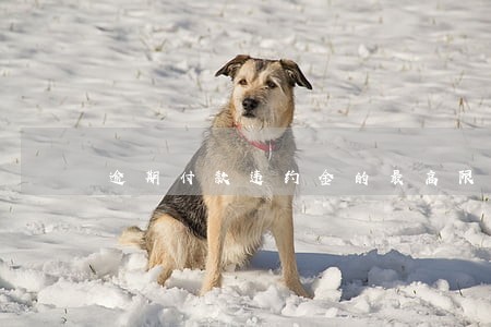 逾期付款违约金的最高限额 逾期付款违约金的最高限额