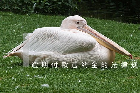 逾期付款违约金的法律规定比例 逾期付款违约金的法律规定比例