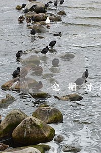 逾期付款违约金的调整标准 逾期付款违约金的调整标准