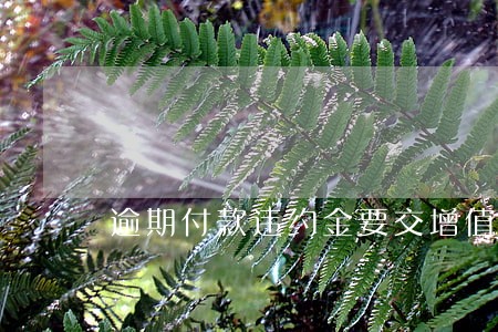 逾期付款违约金要交增值税吗 逾期付款违约金要交增值税吗