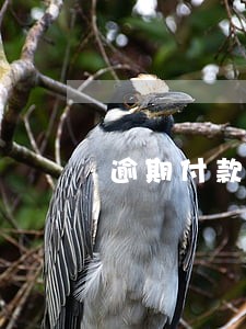 逾期付款违约金计入什么科目 逾期付款违约金计入什么科目