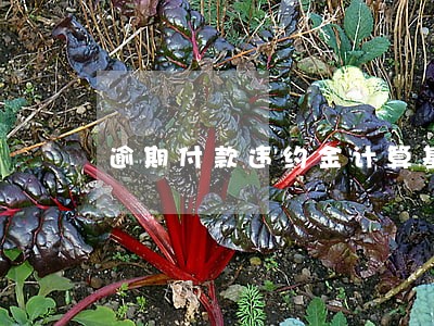 逾期付款违约金计算基数过高 逾期付款违约金计算基数过高