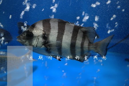 逾期付款违约金调整 逾期付款违约金调整