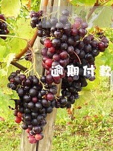 逾期付款违约金适用范围 逾期付款违约金适用范围