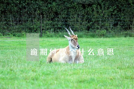逾期付款金什么意思 逾期付款金什么意思