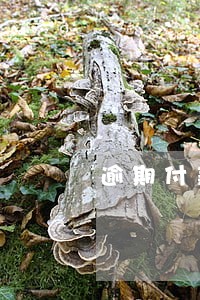 逾期付款金额千分之三违约金 逾期付款金额千分之三违约金