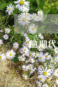 逾期代偿了还能恢复吗 逾期代偿了还能恢复吗