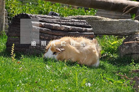 逾期代偿短信 逾期代偿短信