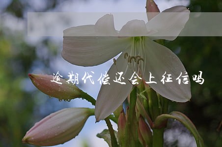 逾期代偿还会上征信吗 逾期代偿还会上征信吗